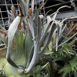 このveitchiiいいよ!!!強尖