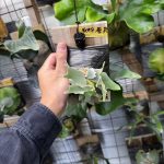 子株なのにこの色気はズルい。