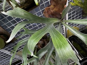 エー組のあの子がいい感じ。２