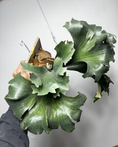 PANE1の表現限界へ。