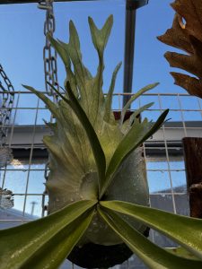 リザマ君の貯水葉。