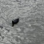 鳥ばっか見ていた正月。