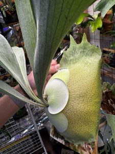 これは混ざったと思うビカクシダ。