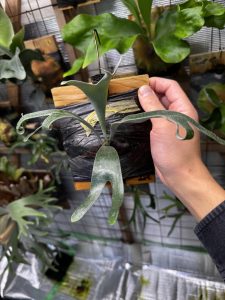 変異を探す旅…7