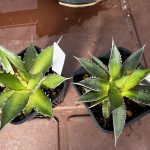 アガベ・ホリダ実生の個体差。