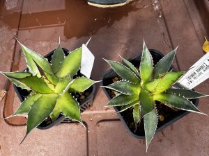 アガベ・ホリダ実生の個体差。