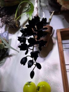 たけのこ蘭にうっとりしてチャリーン！