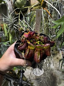 セファロタスに挑戦...