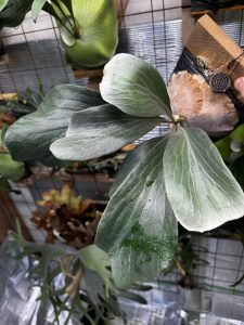 メタリックなあの子。