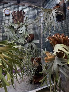 ウィリンキー部屋。