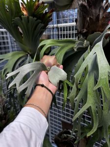 ウィリンキーの子株。