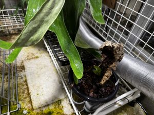 灼熱温室で枯れたアンスリウムの現在。