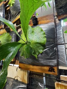 貯水葉のギザギザって？