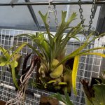 ライディーンが上手に作れない・・・