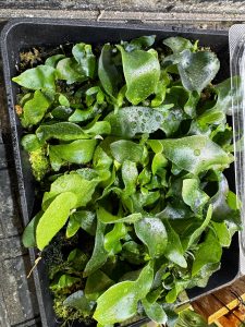 え...ルイス多すぎない...？