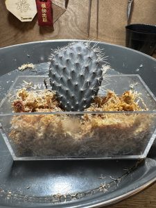 【黒サボテン】オプンチア属「黒肌ガラパゴスウチワ」が来た！！！