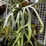 くるりんウィリンキー。