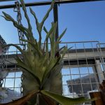 リザマ君がエグイ。