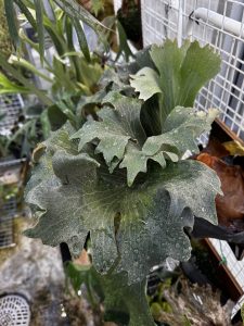 PANE1の温室戻り。