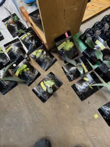 板付をしていく...