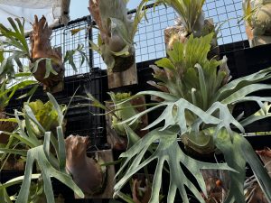 ３月２６日、屋外管理の開始。