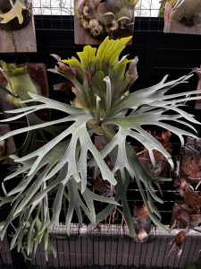 ペガサスが美しい！