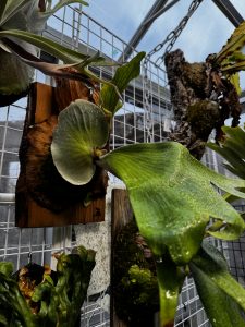 復活のアンディナム。２