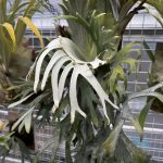 P. willinckii （FRK-青）の記録。6