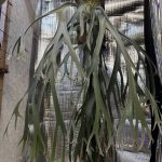 P. willinckii （FRKの母）