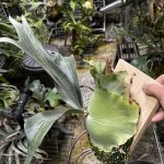 HVWがカッコ良いい。