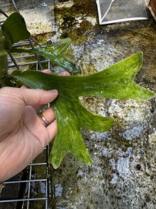 斑入りビカクは面白い。