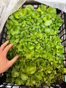 放置し過ぎた...