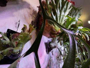 P. coronarium‘Paris beauty‘を育てるぞ！！