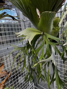 P. willinckii （FRK-白）の記録。３