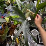 ボタサ５に向けて。３