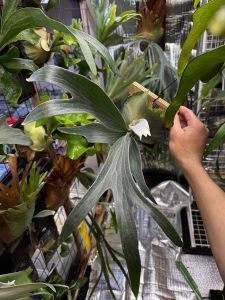 ボタサ５に向けて。３