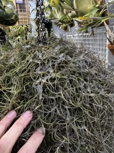 ウスネオイデス最強説...