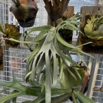 貯水葉が壊死していく...