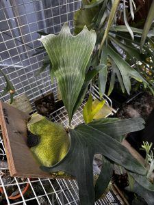 丸くなるヒリーの胞子葉。