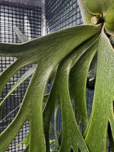 生き残りのあの子。４