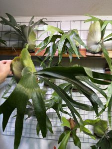 ビフル系の選抜が難しく...