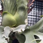 おにいか本気を出す。