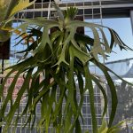 温室のヤワタコ。