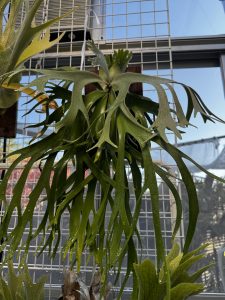 温室のヤワタコ。