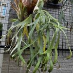 非常に良いウィリンキーでした。