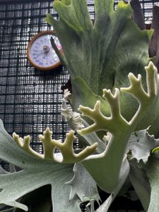 オニイカが楽しすぎる...