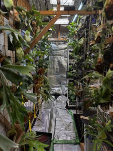 今日!兵庫!タネマキビト狂宴ツー!で待ってます!