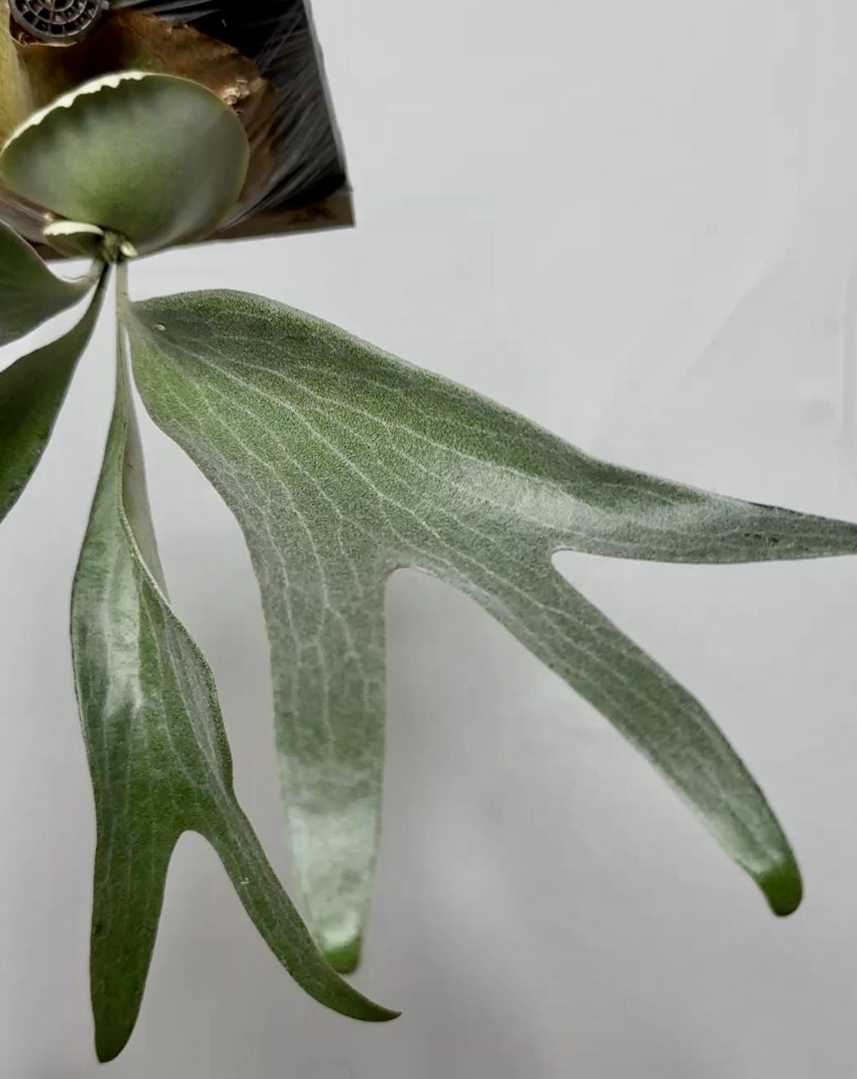 HVWの交雑セレクト系。