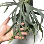 生き残りのあの子。５