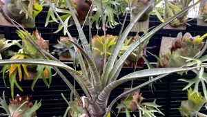 ヒルダエをお迎え...！